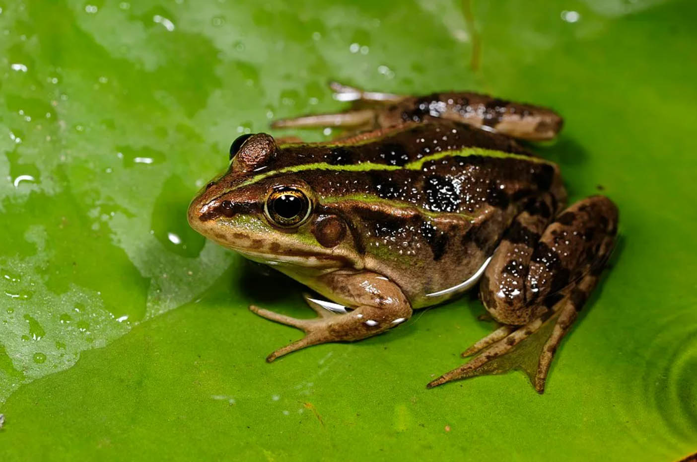 Voltalia Supports Research on the Albanian Water Frog Near Karavasta Solar