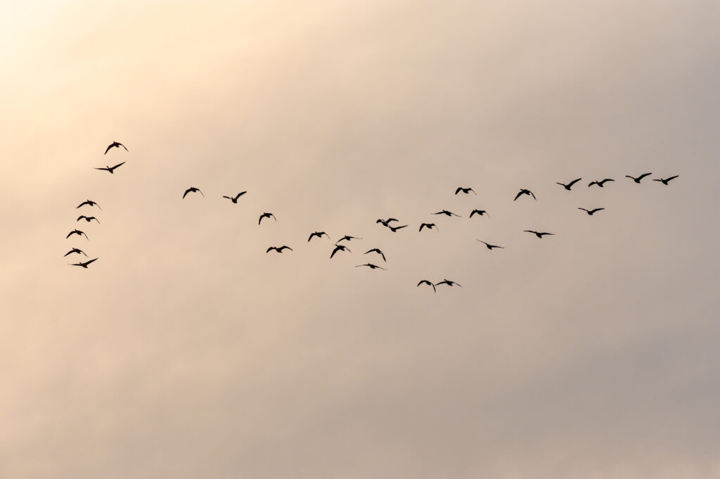 Bird Diverters: Helping Make Power Lines Safer for Birds
